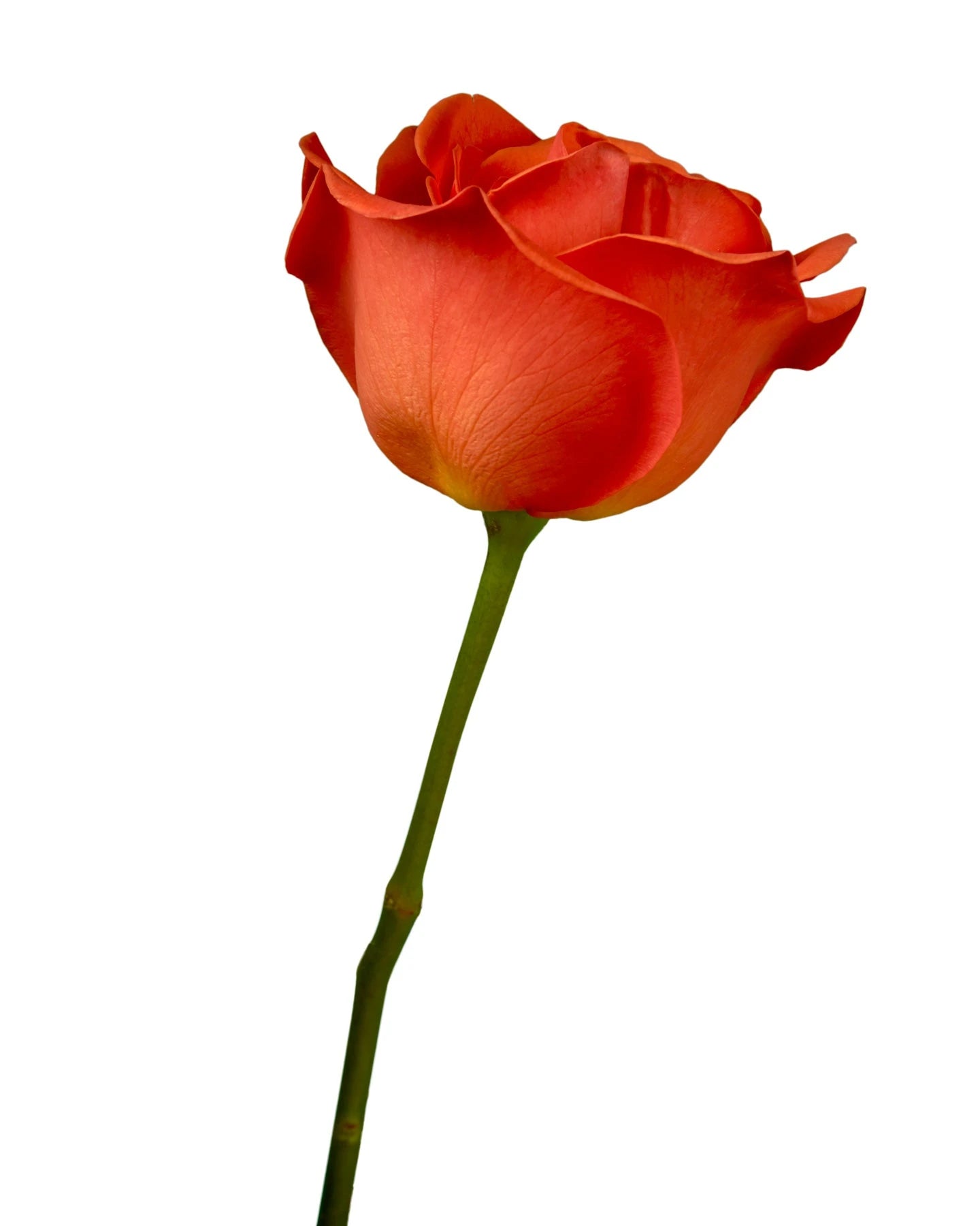Bittersweet Rose