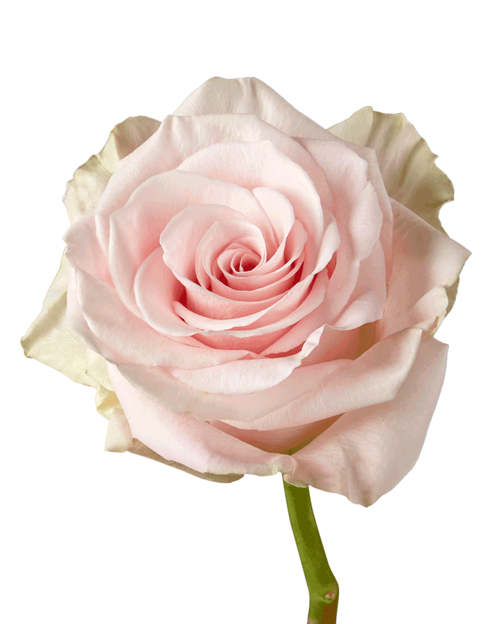 Blessings Rose