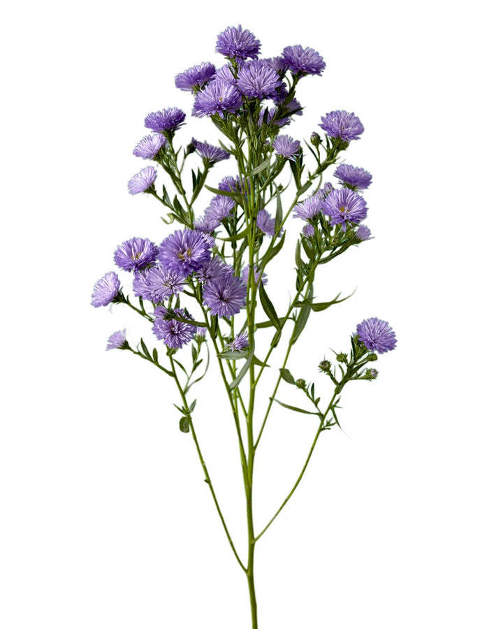 Blue (Purple) Obelix Aster
