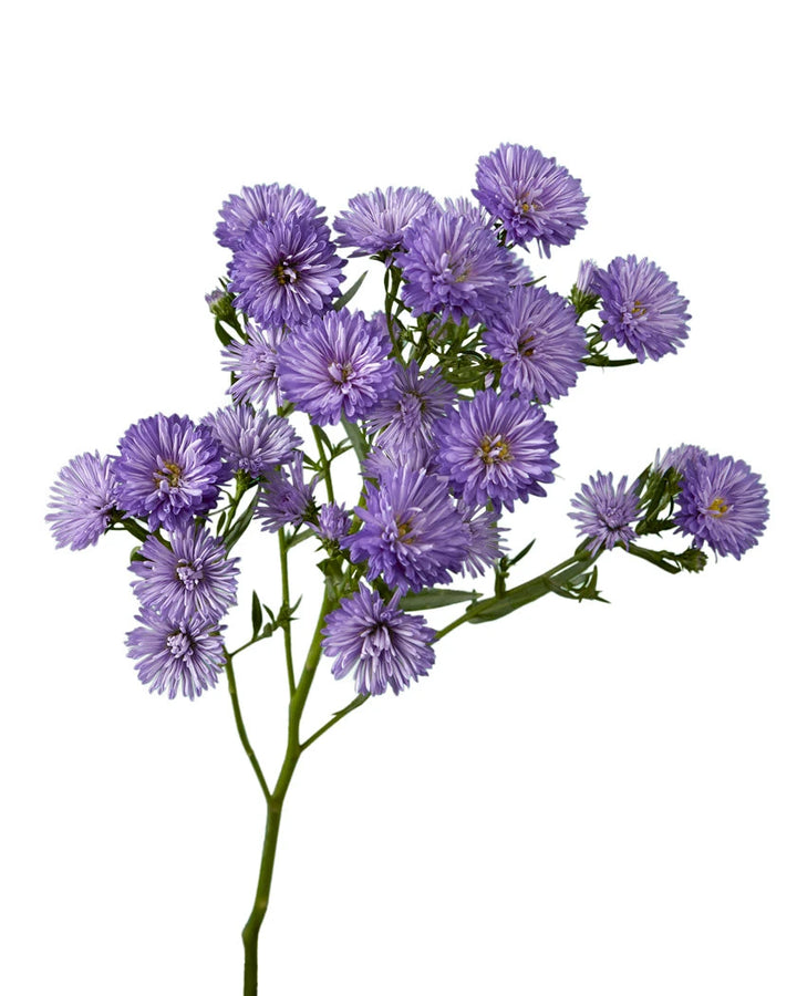 Blue (Purple) Obelix Aster
