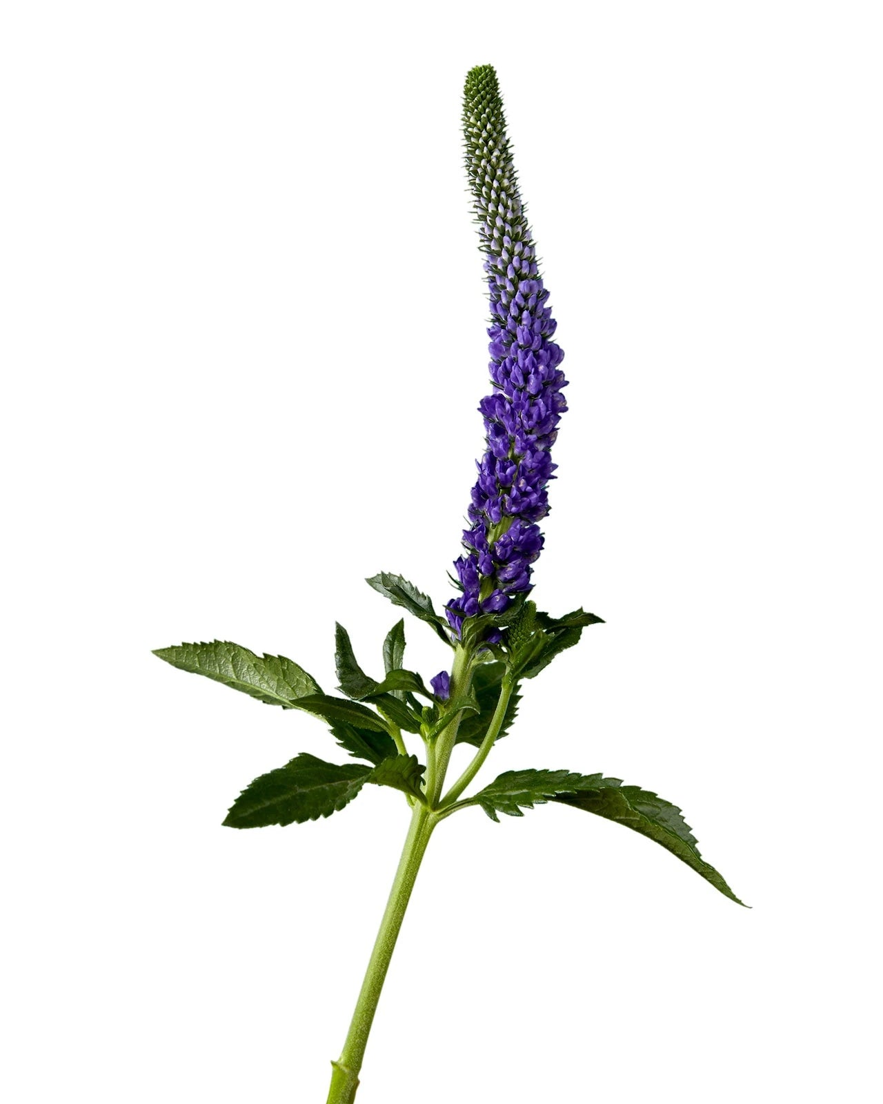 Blue (Purple) Veronica