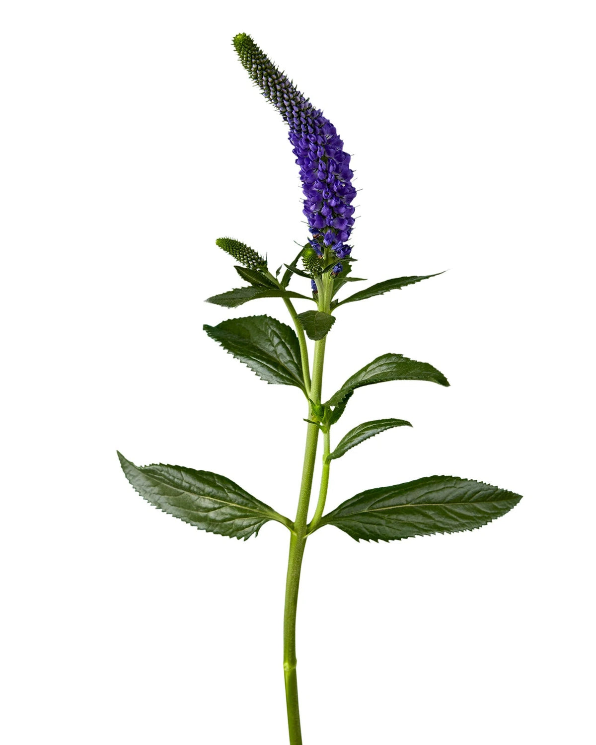 Blue (Purple) Veronica