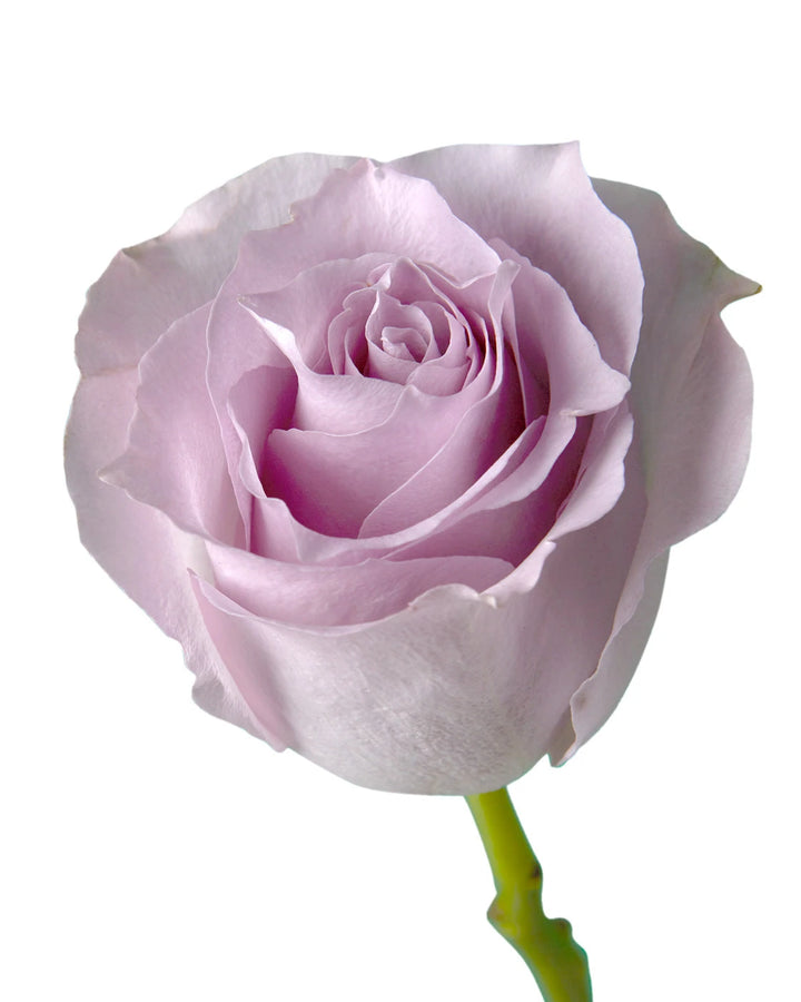 Blue Rim Rd Rose Wholesale Blue Dream Rose | PetalJet