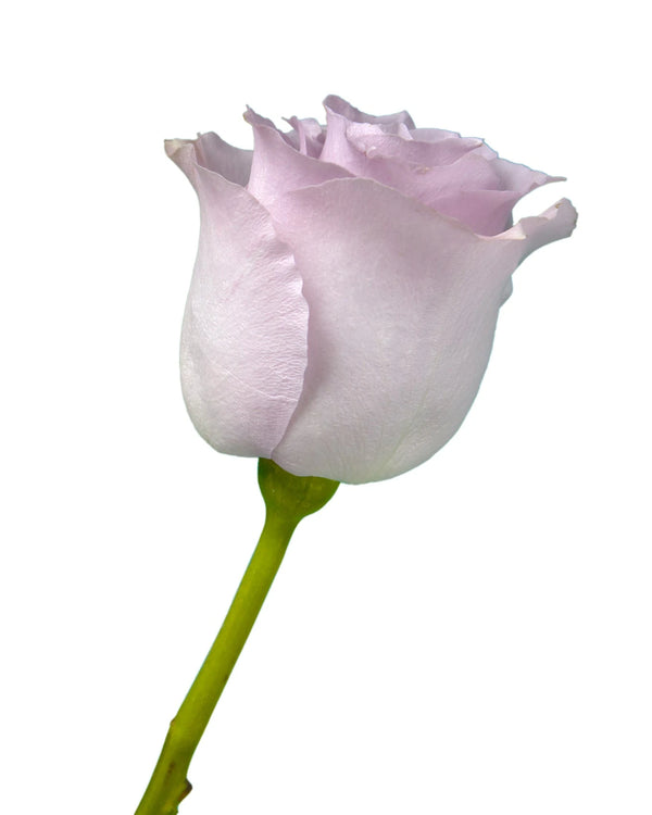Wholesale Blue Dream Rose | PetalJet
