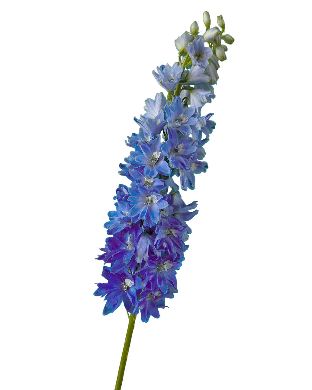 Blue Jay Hybrid Delphinium ELATUM
