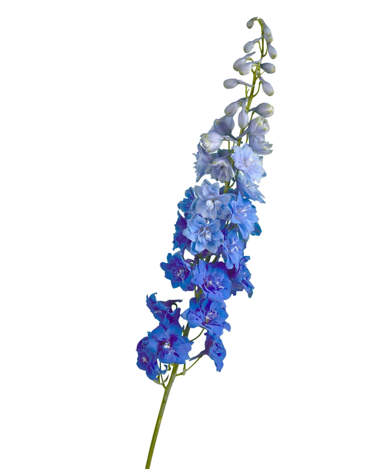 Blue River Hybrid Delphinium ELATUM
