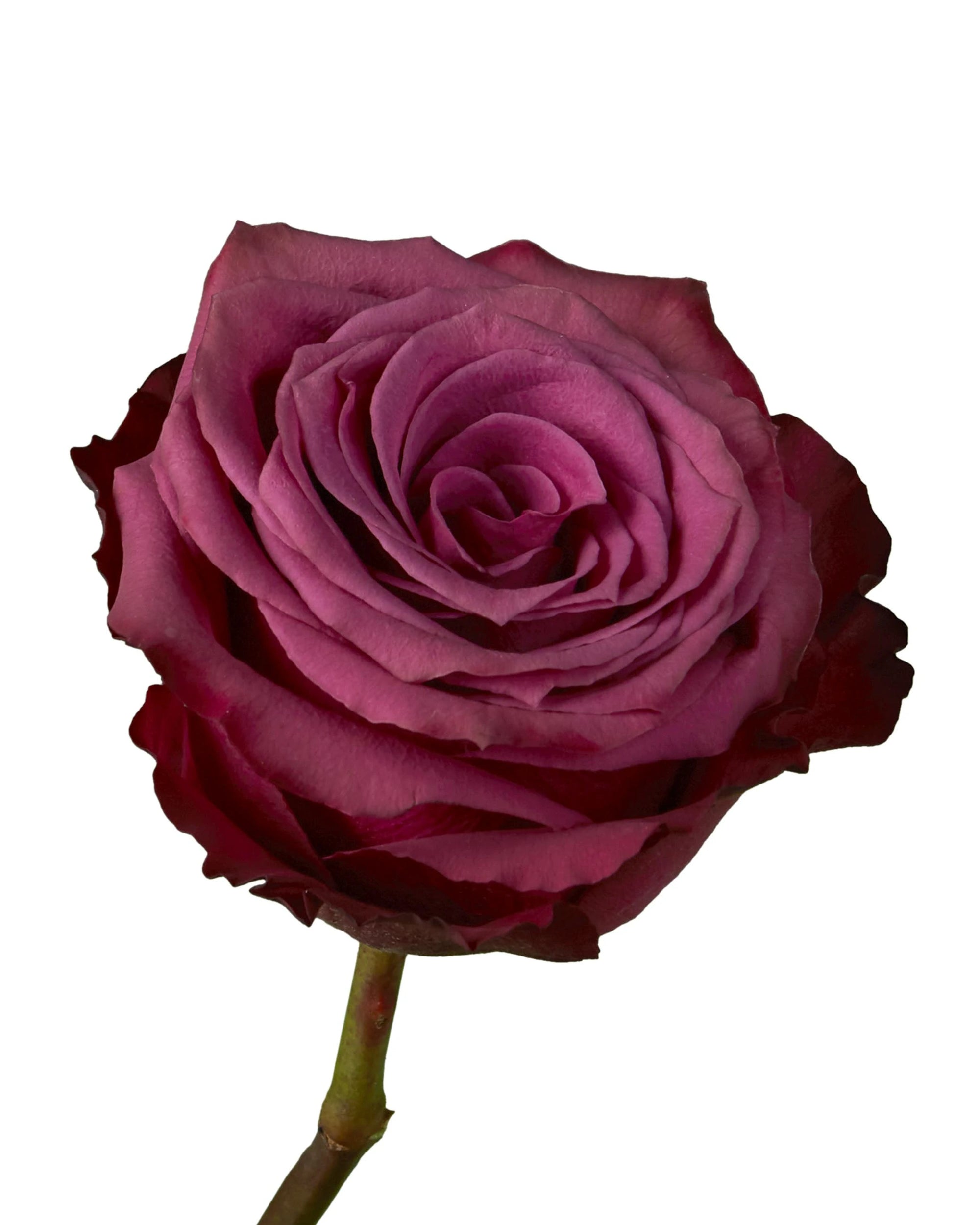 Blueberry Rose