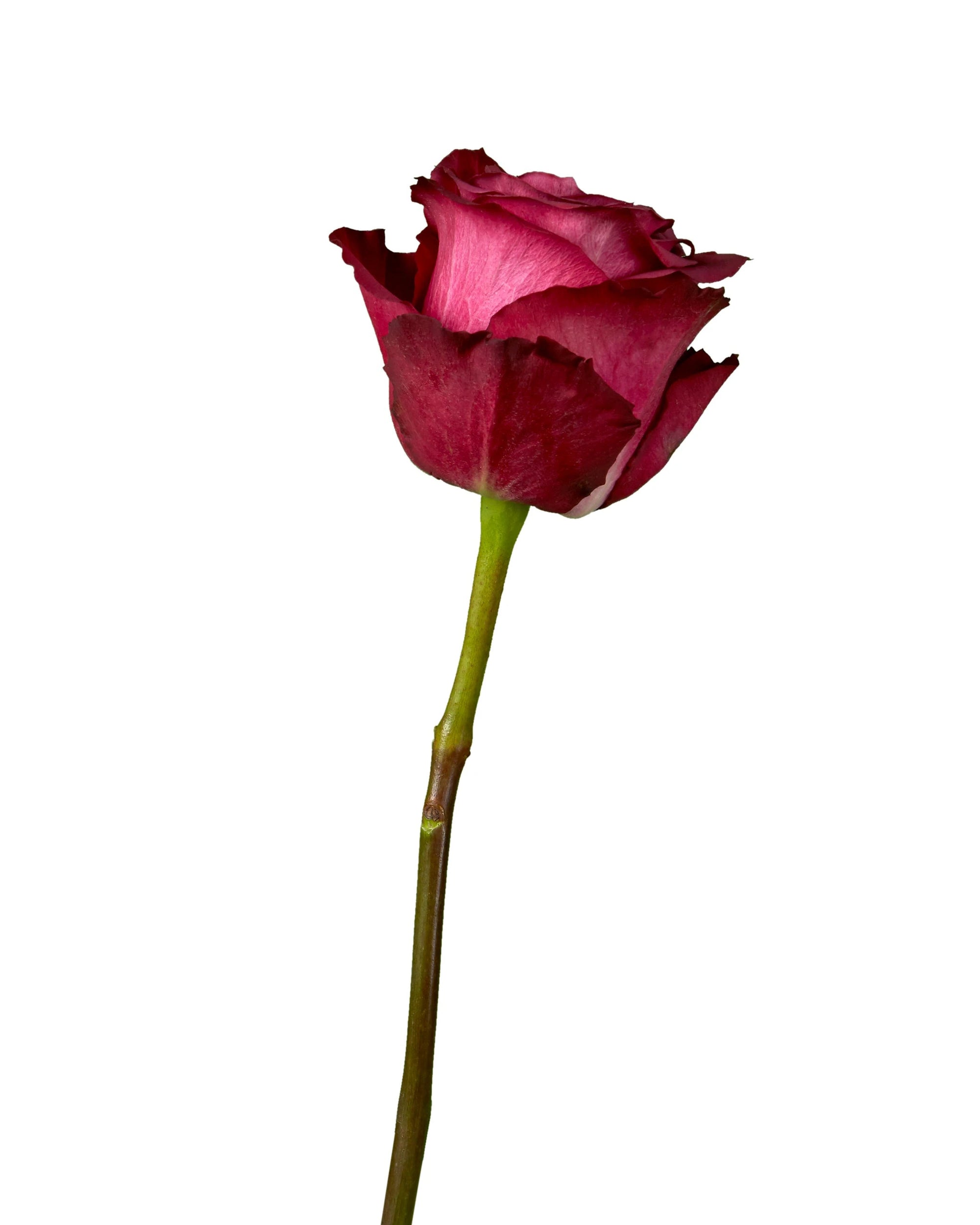 Blueberry Rose
