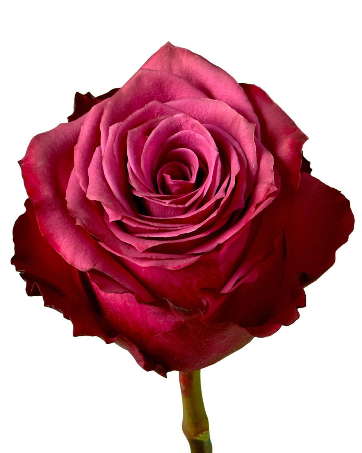 Blueberry Rose Valentine Day