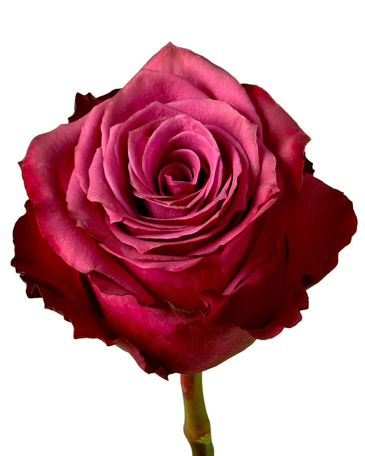 Blueberry Rose Valentine Day