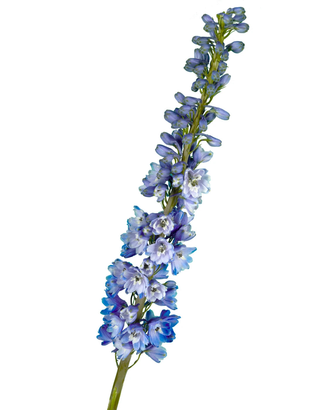 Bluebird Hybrid Delphinium