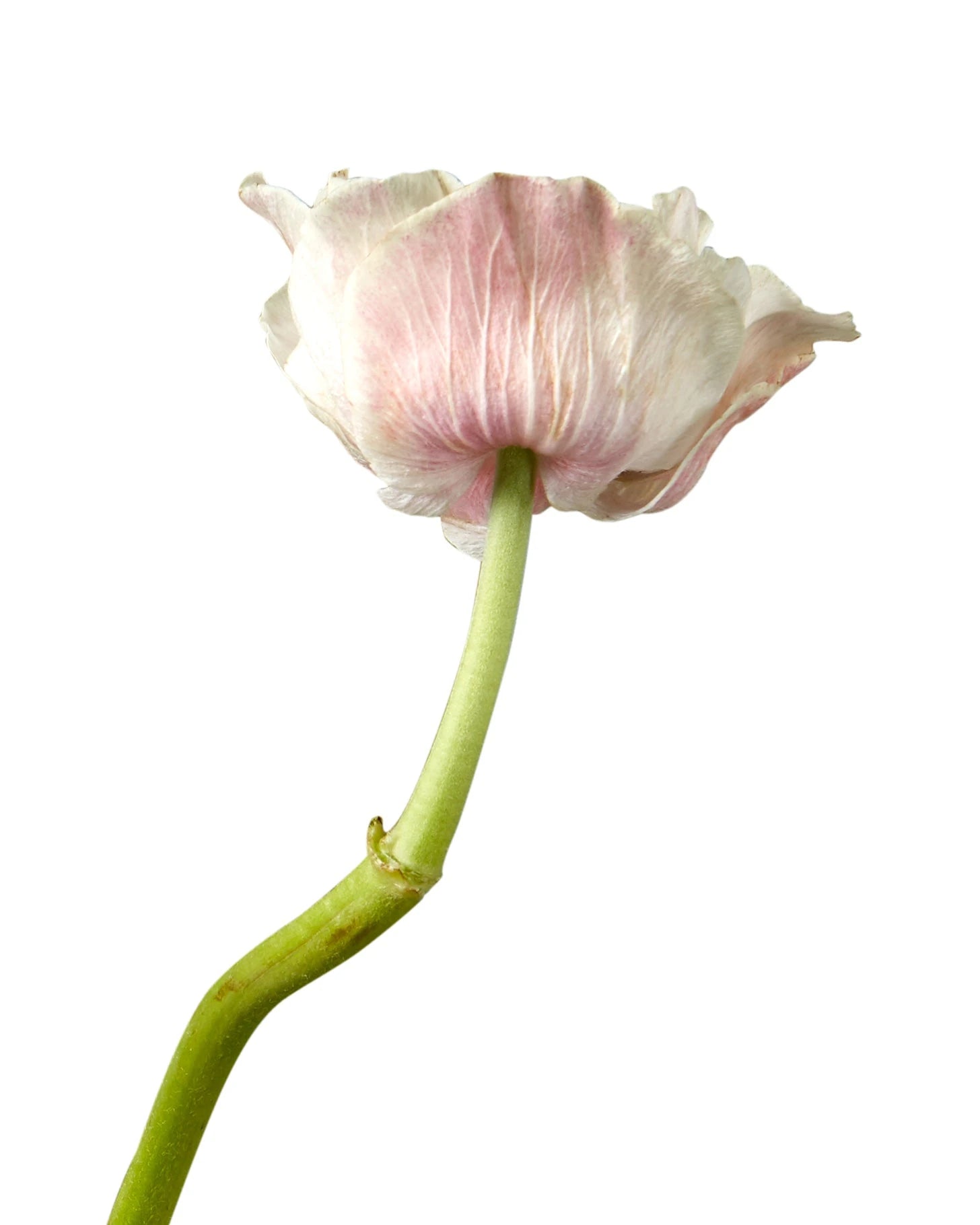 Blush Anemone