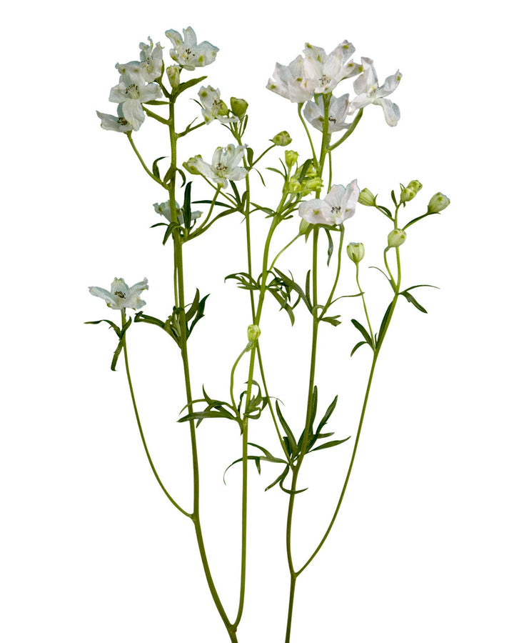 Blush Planet Spray Delphinium