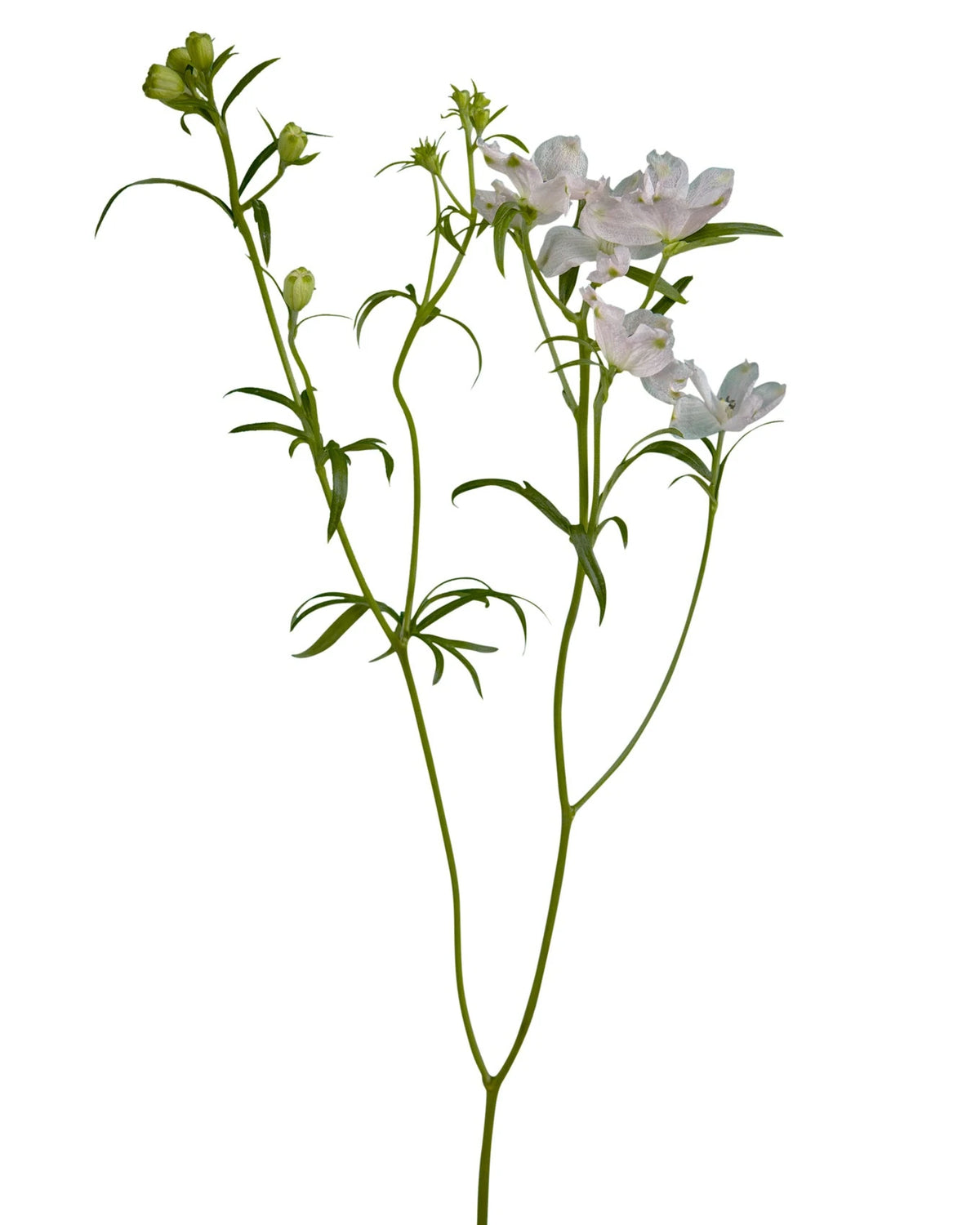 Blush Planet Spray Delphinium