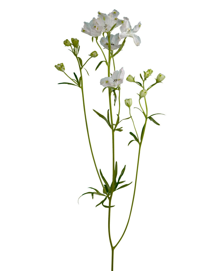 Blush Planet Spray Delphinium