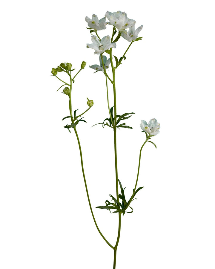 Blush Planet Spray Delphinium
