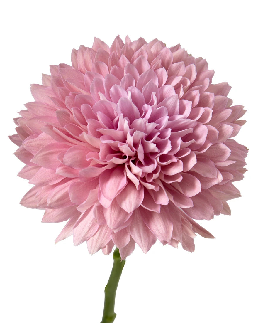 Boda Cremon Chrysanthemum