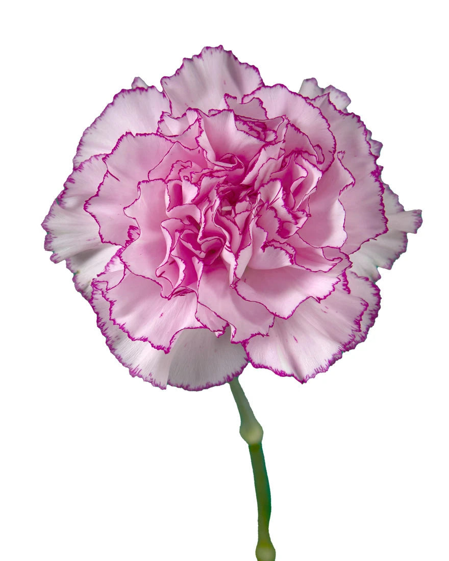 Boheme Carnation