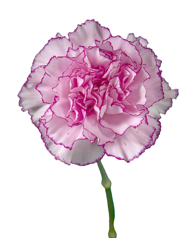 Boheme Carnation