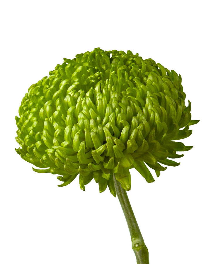 Bombellini Disbud Chrysanthemum