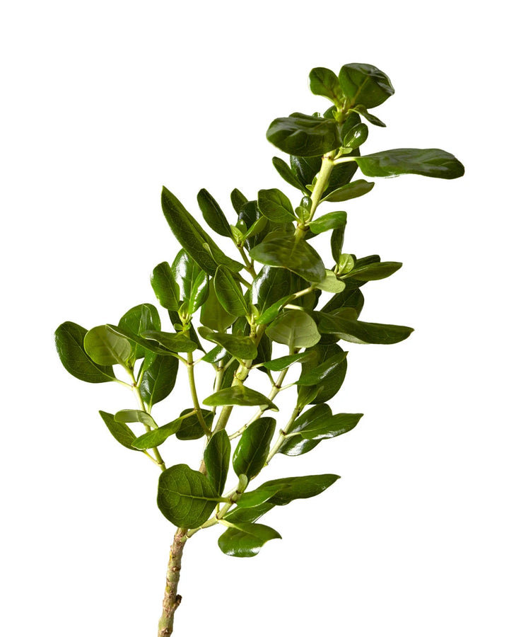 Brillantina Valentine's Day