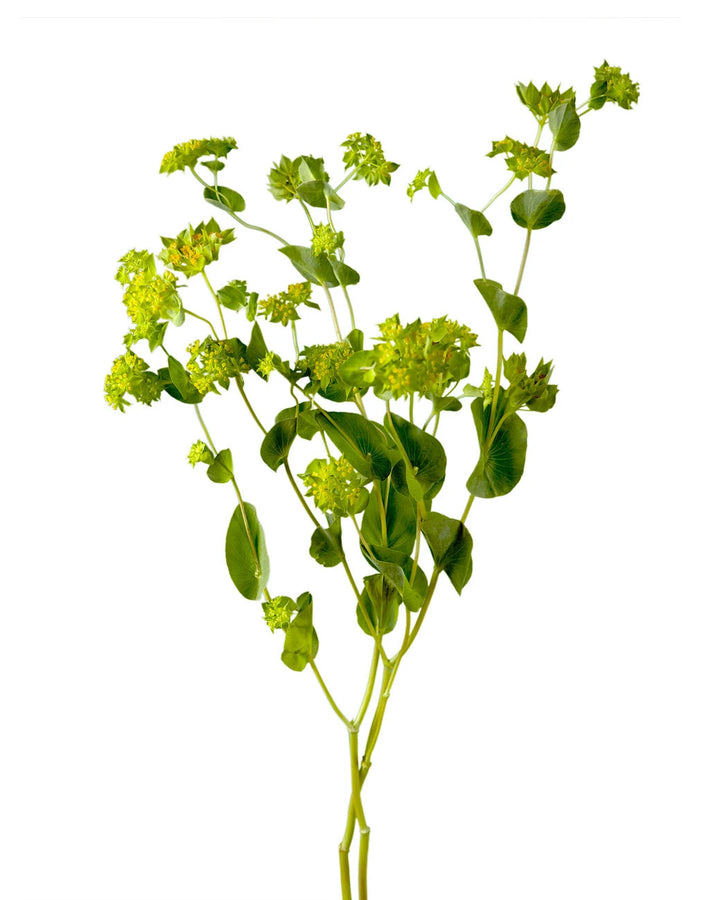 Bupleurum Valentine's Day
