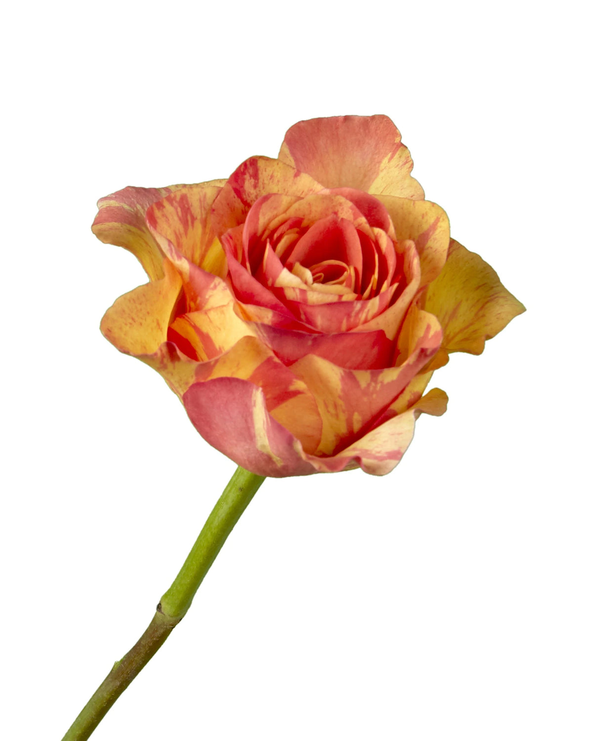 Butterfly Rose Valentine Day