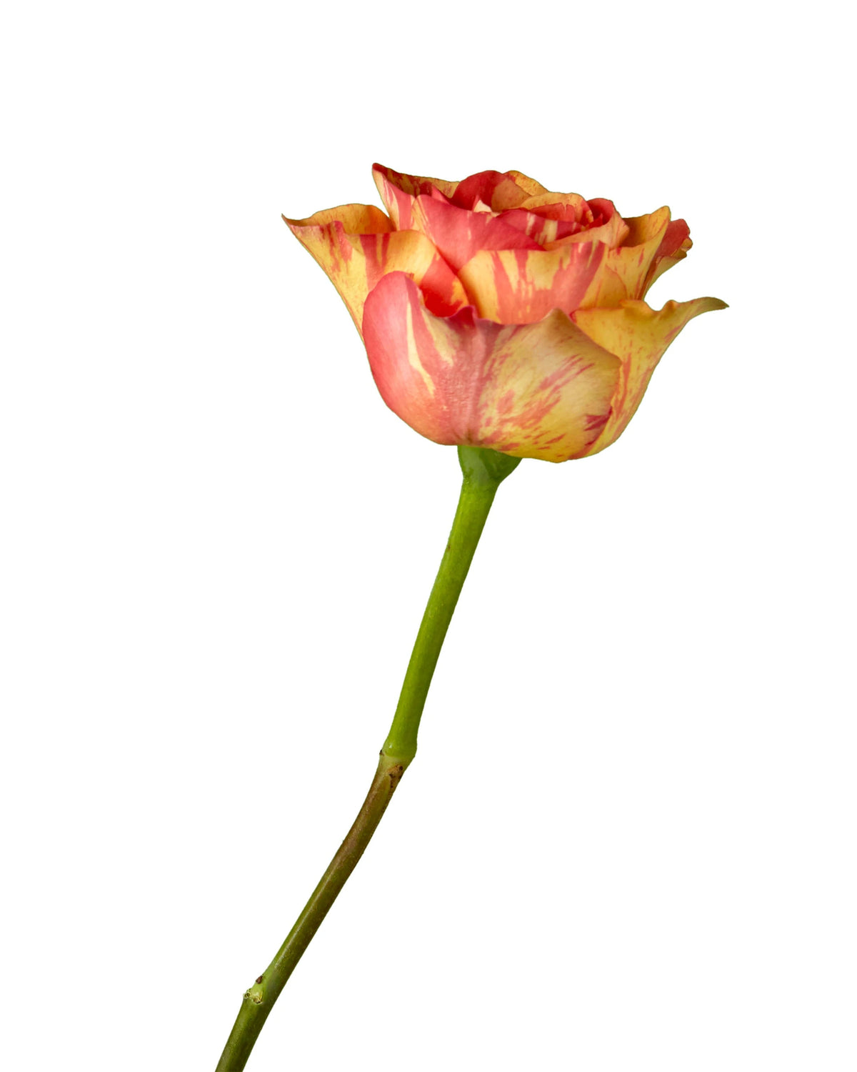 Butterfly Rose Valentine Day