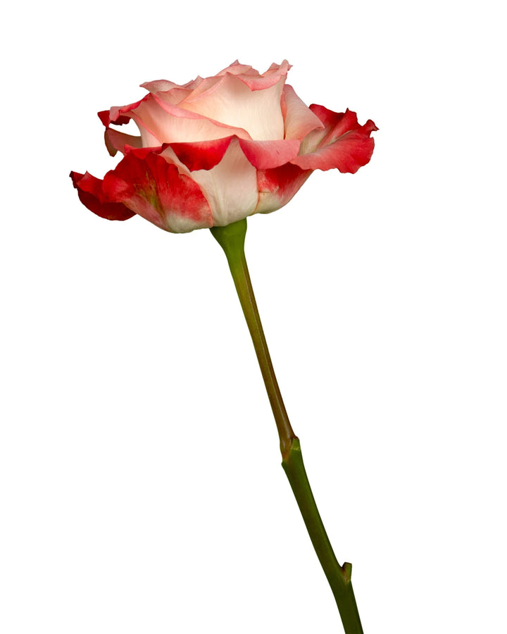 Cabaret Rose