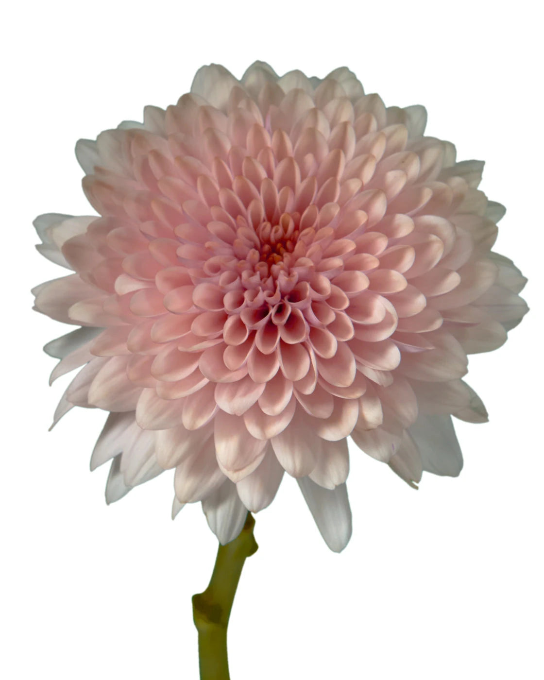 Cafe Latte Chrysanthemum