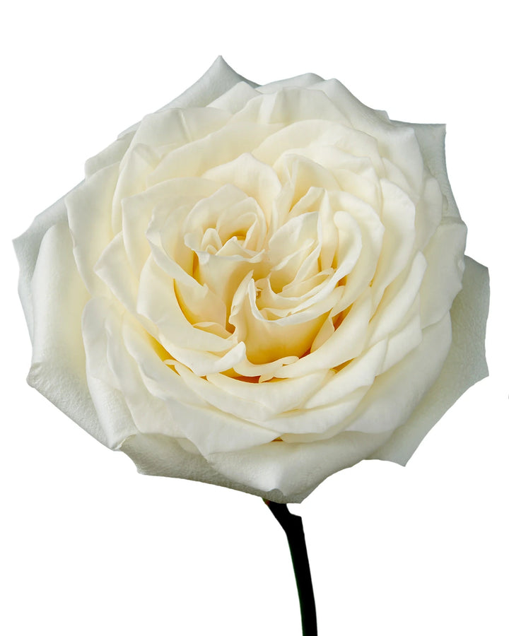 Candlelight Garden Rose