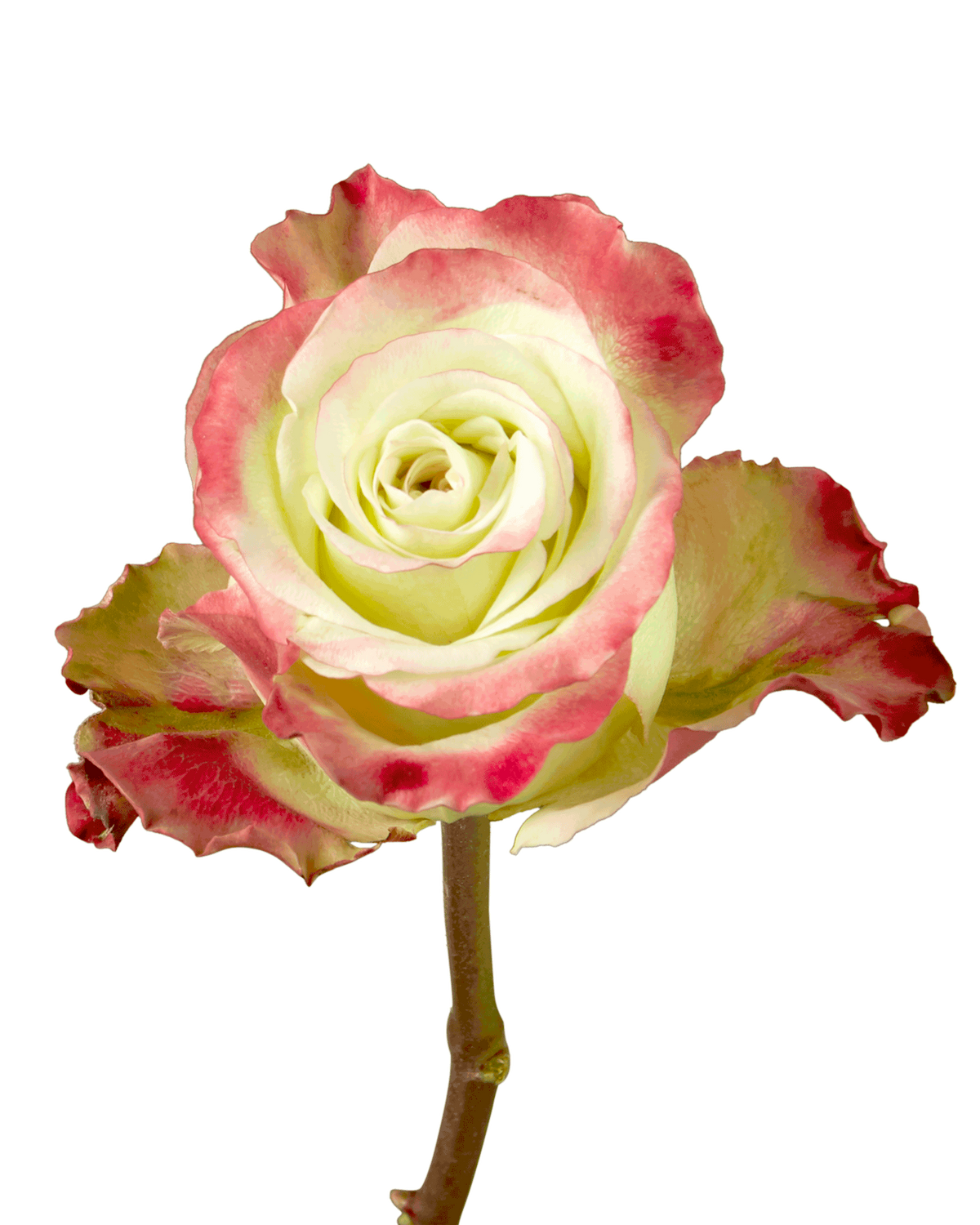 Candy Apple Rose