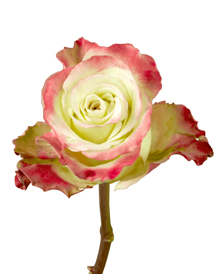 Candy Apple Rose