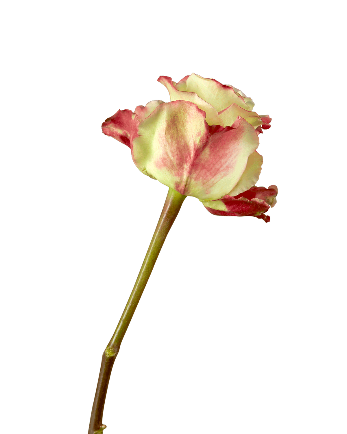 Candy Apple Rose