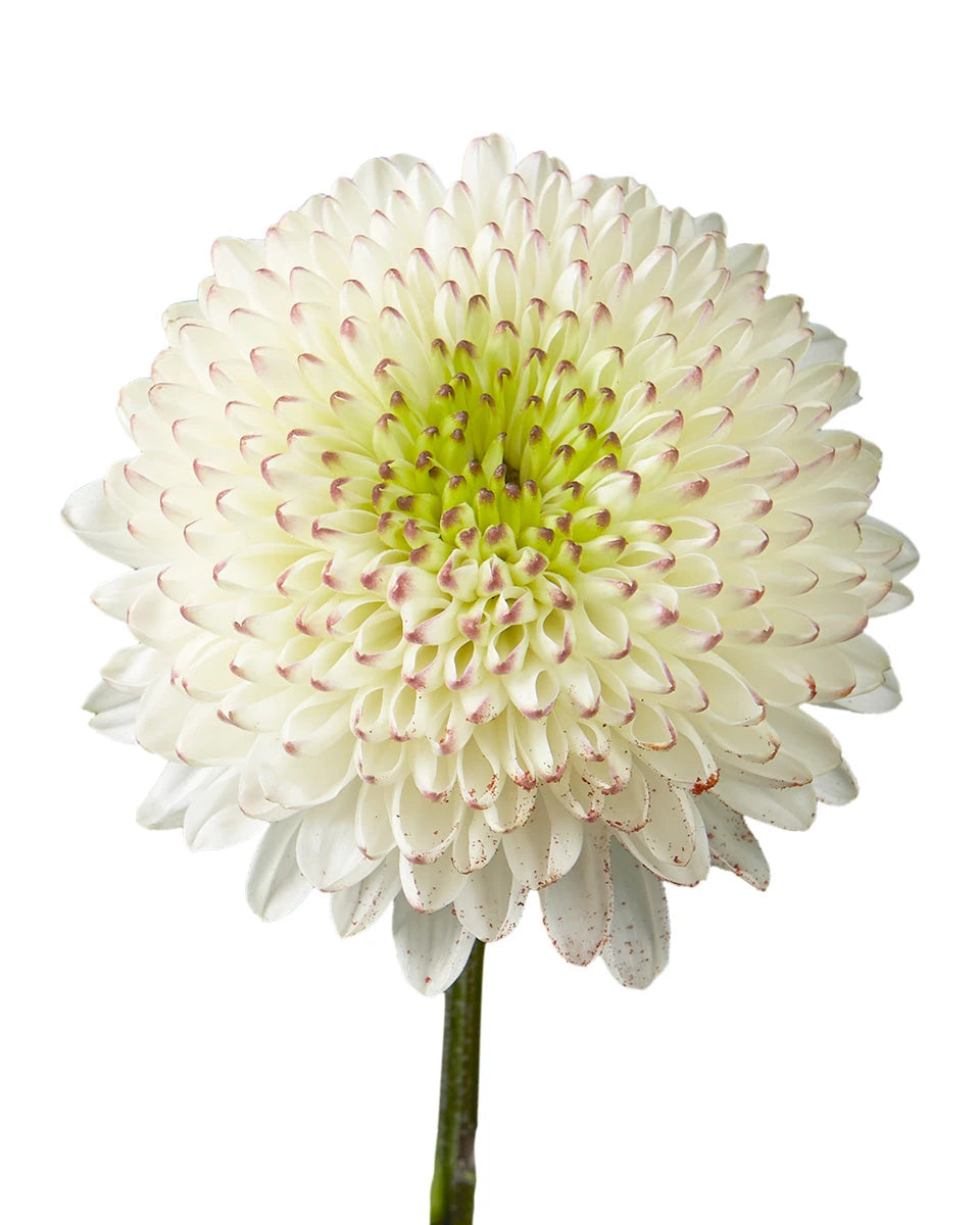 Cappuccino Chrysanthemum