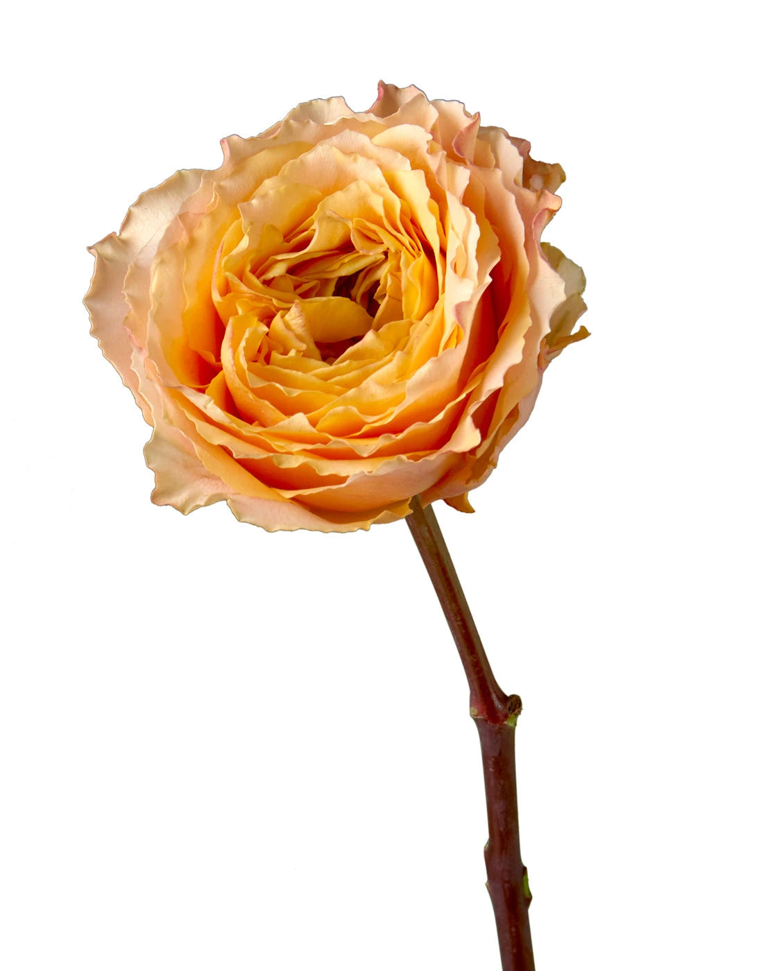 Calinan Roses Wholesale Caraluna Garden Rose | Petaljet