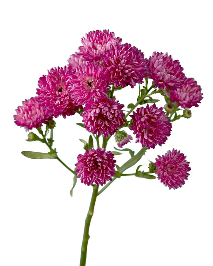 Carmine Pink Obelix Aster