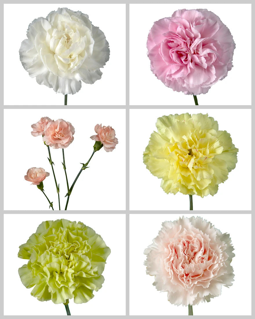 Carnation Assorted Box #191