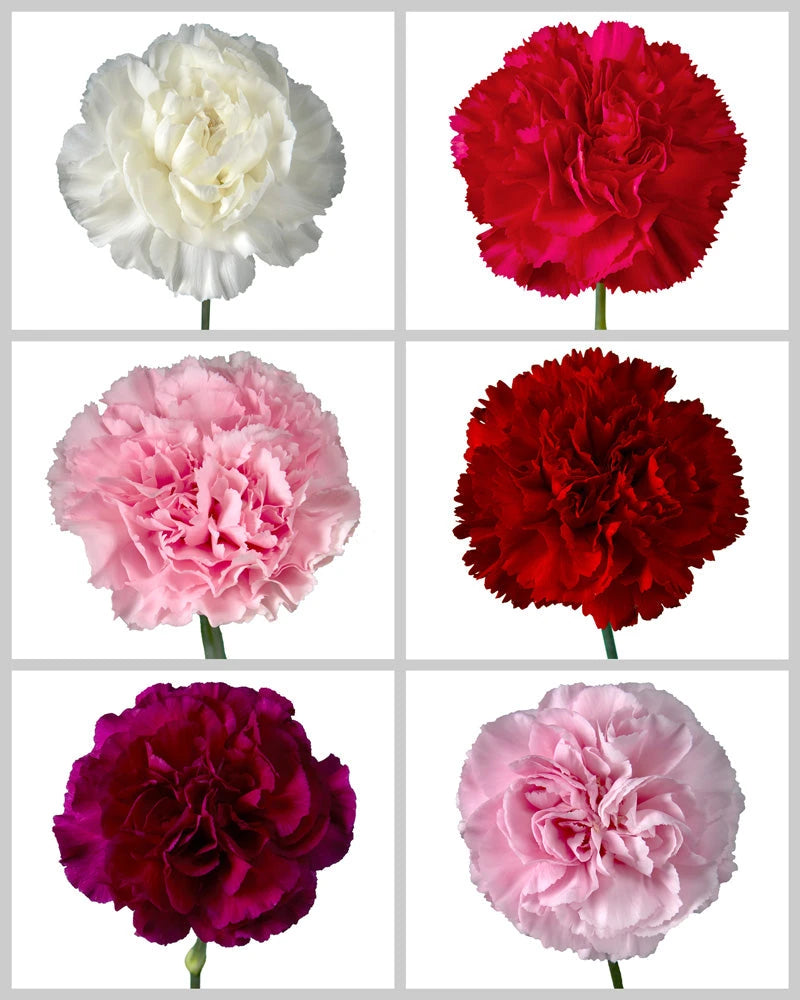 Carnation Assorted Box #194