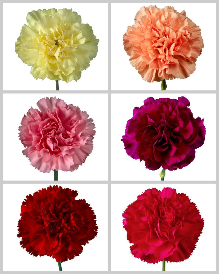 Carnation Assorted Box #197