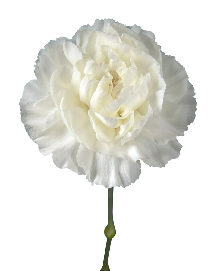 Carnation Assorted Box #197-1