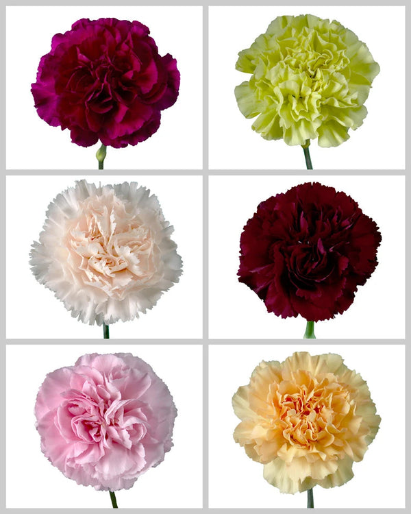 Wholesale Carnation Assorted Box #198 | PetalJet