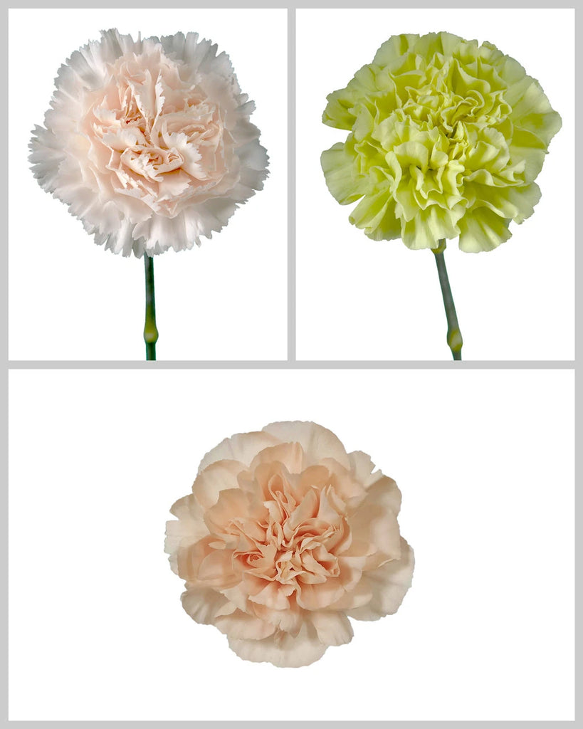 Wholesale Carnation Assorted W | Fresh Carantions | PetalJet