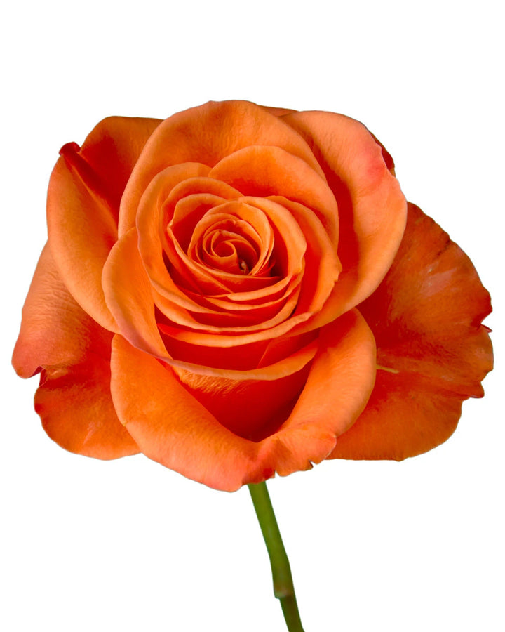 Carnelian Rose