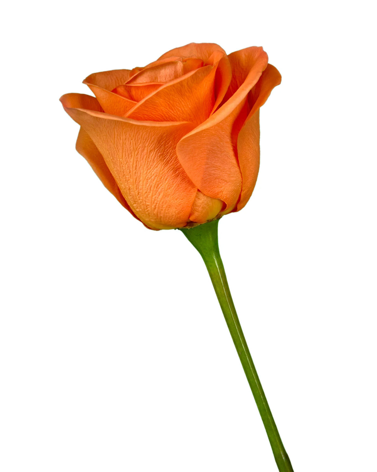 Calinan Roses Wholesale Carnelian Rose | PetalJet