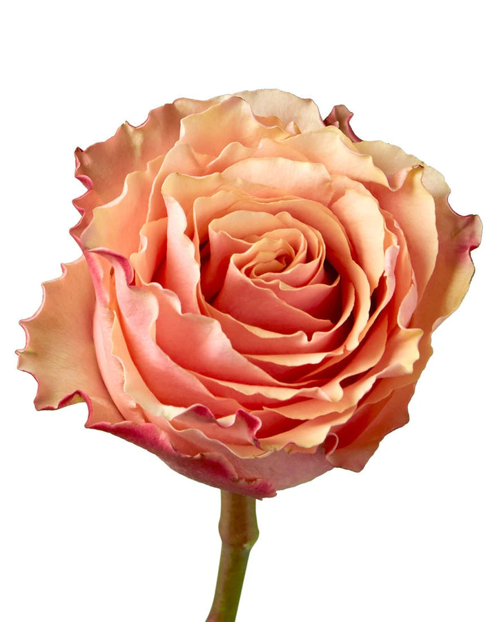 Carpe Diem Rose