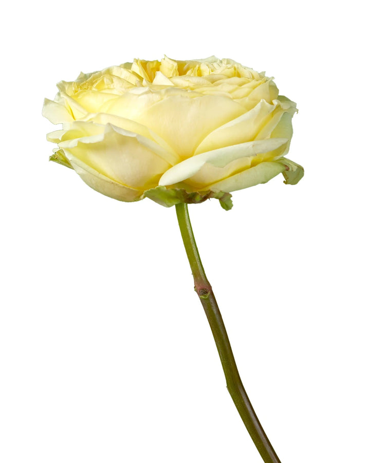 Catalina Garden Rose