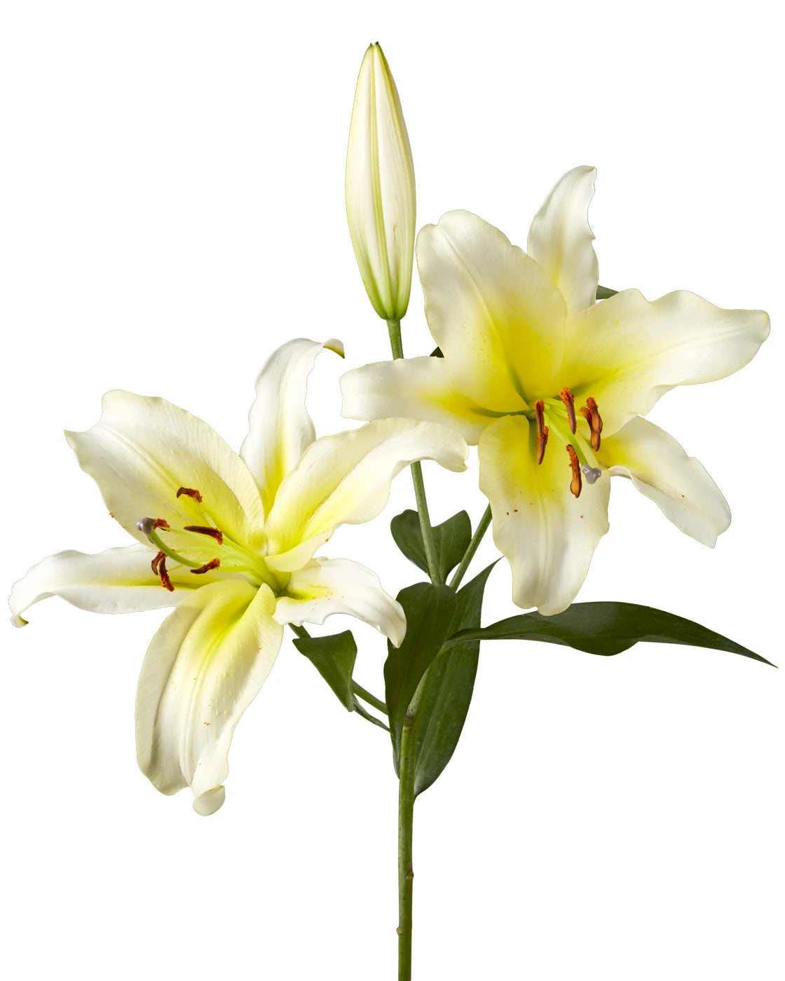 bicolor asiatic lily Wholesale Catina Oriental Lily 3-5 Bloom