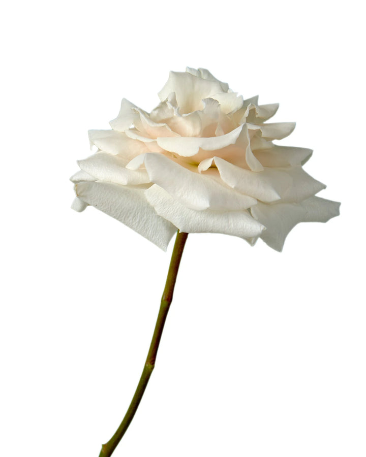 Champagne Sweetheart Rose