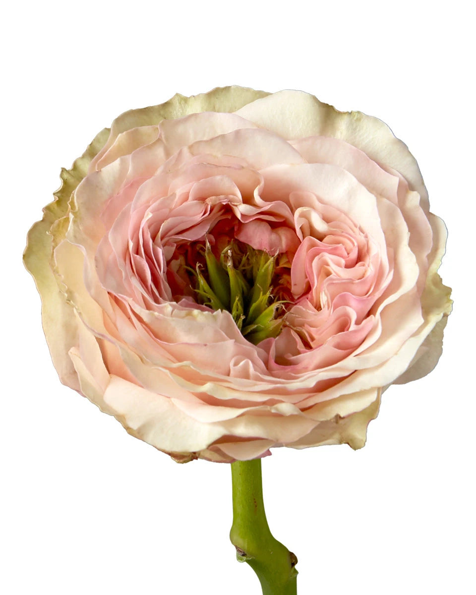 Charming Corneille Garden Rose